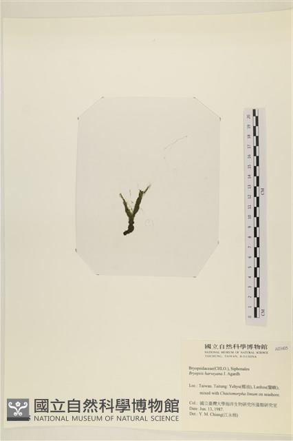 偏列羽藻藏品圖，第3張