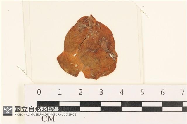 袋苔, 囊藻藏品圖，第1張