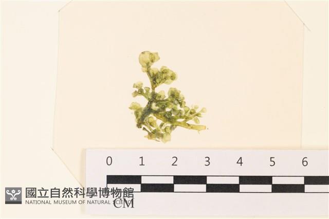 盾葉蕨藻藏品圖，第1張