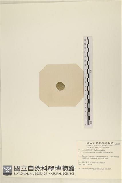 登錄號:A00006305藏品圖，第3張