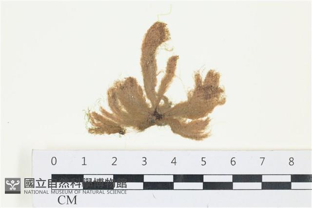 絲狀外子藻, 水雲藏品圖，第1張