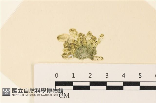 曲玉藻, 香蕉菜, 玉茄藻藏品圖，第1張