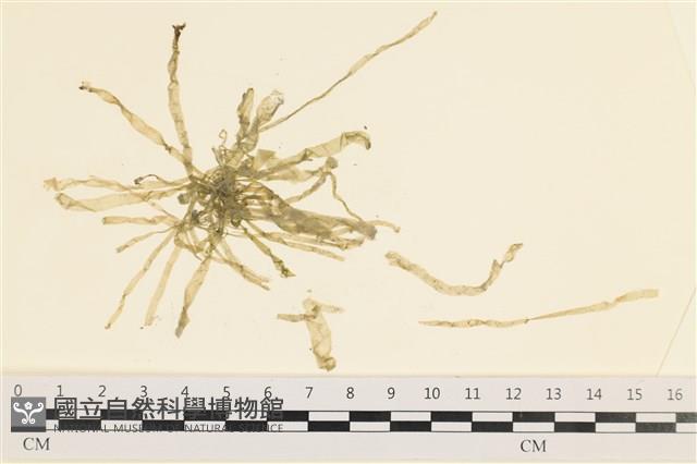 腸滸苔, 河石髮藏品圖，第1張