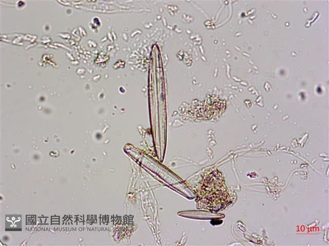登錄號:A00004585藏品圖，第4張