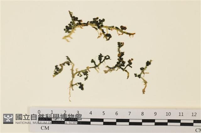 登錄號:A00006485藏品圖，第1張