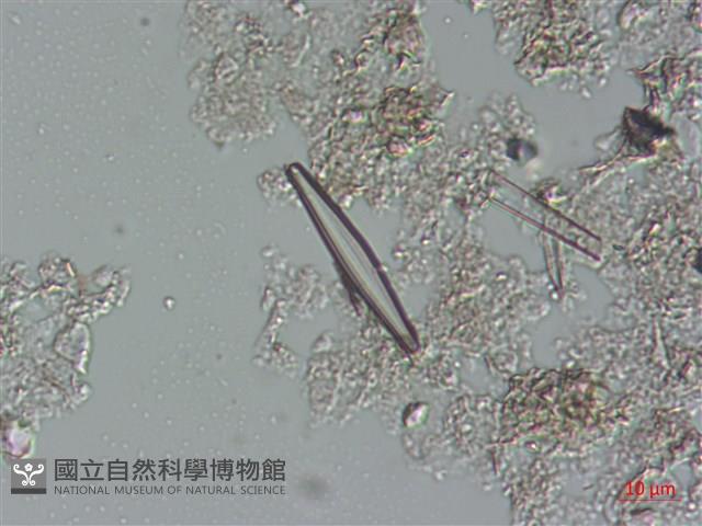 登錄號:A00004485藏品圖，第4張