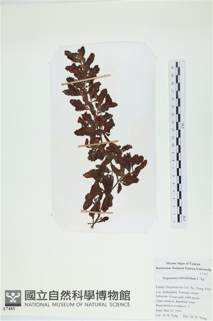 厚葉馬尾藻藏品圖，第1張