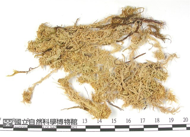 鈍葉泥炭蘚藏品圖，第3張
