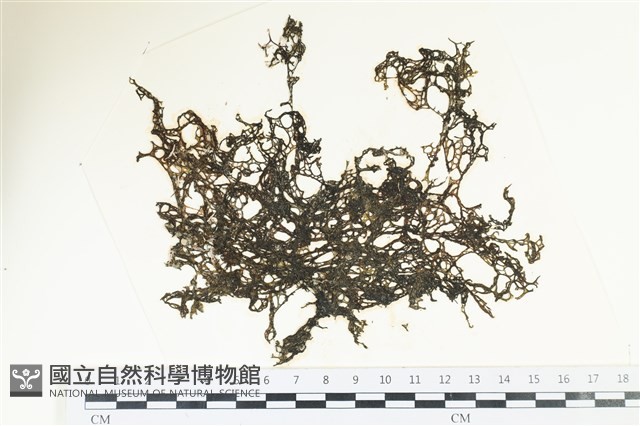 網胰藻藏品圖，第1張