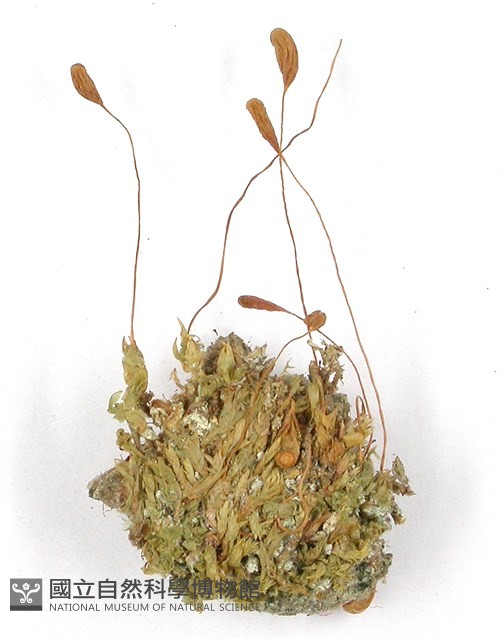 登錄號:B00009785藏品圖，第3張