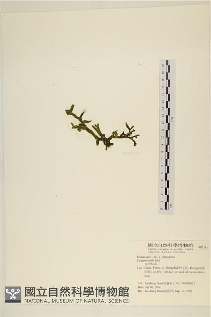 登錄號:A00005785藏品圖，第3張