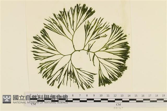 登錄號:A00006031藏品圖，第1張