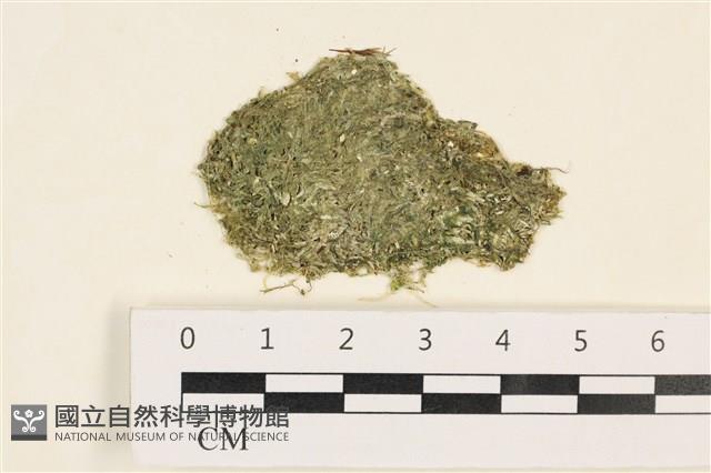 指枝藻藏品圖，第1張