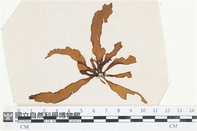 登錄號:A00002531藏品圖，第1張