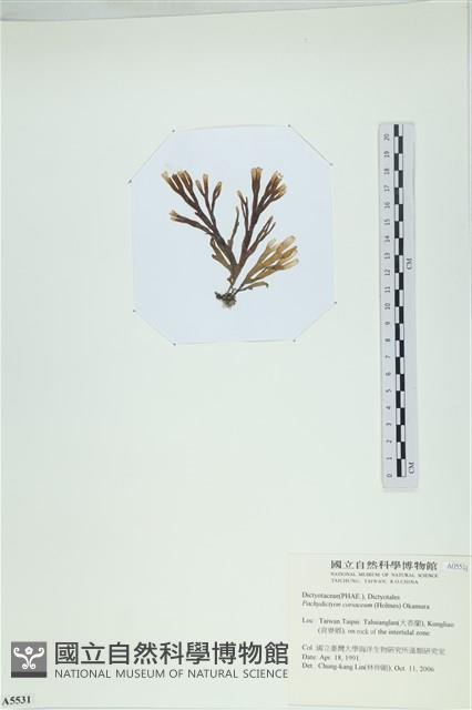 厚網目藻藏品圖，第3張