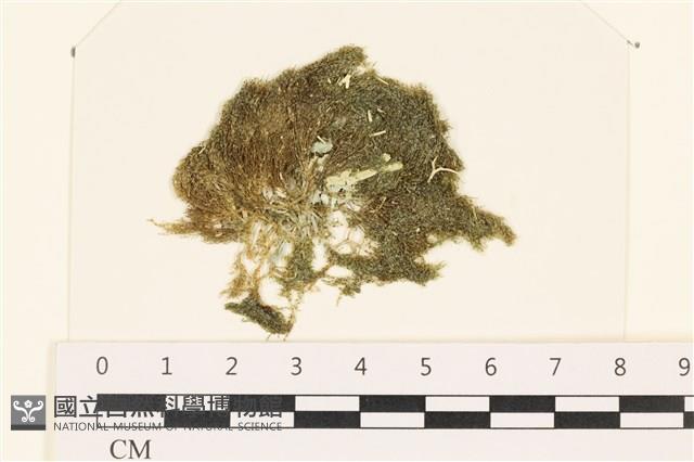 伸展剛毛藻藏品圖，第1張
