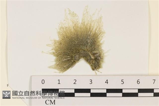 登錄號:A00002331藏品圖，第1張