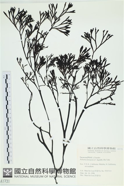 登錄號:A00001731藏品圖，第1張