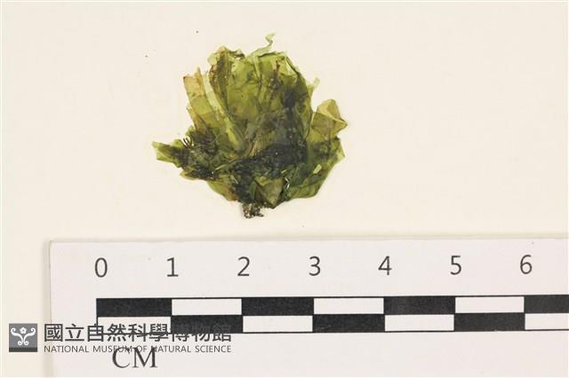 茶花石蓴, 牡丹菜藏品圖，第1張