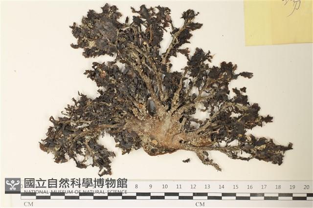 登錄號:A00008051藏品圖，第1張
