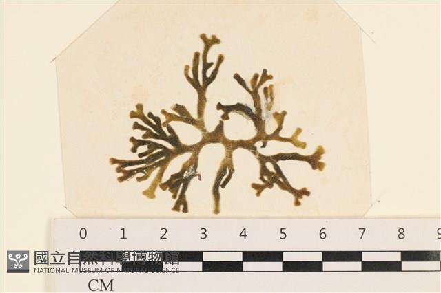 登錄號:A00005051藏品圖，第1張