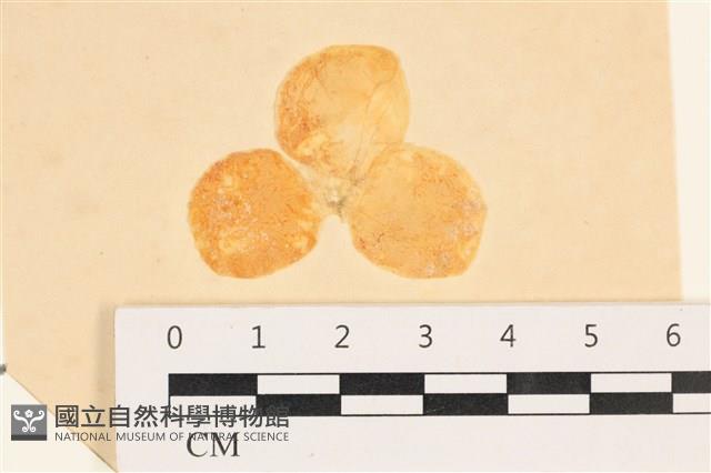單球法囊藻藏品圖，第1張