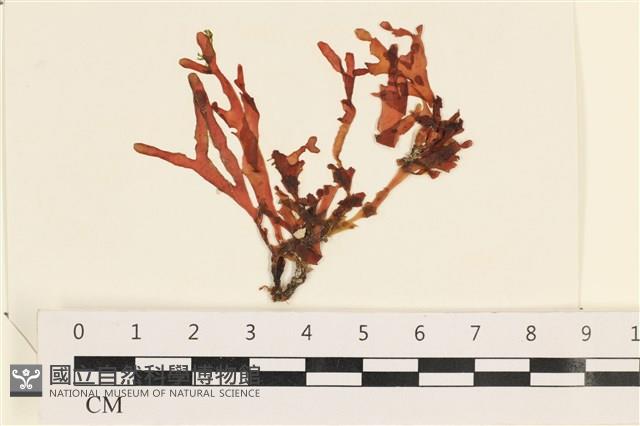 登錄號:A00002451藏品圖，第1張