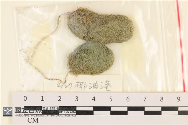 登錄號:A00001451藏品圖，第1張