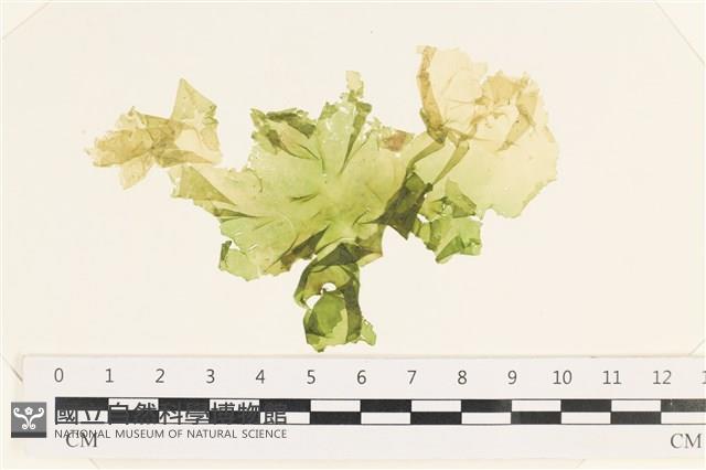 茶花石蓴, 牡丹菜藏品圖，第1張