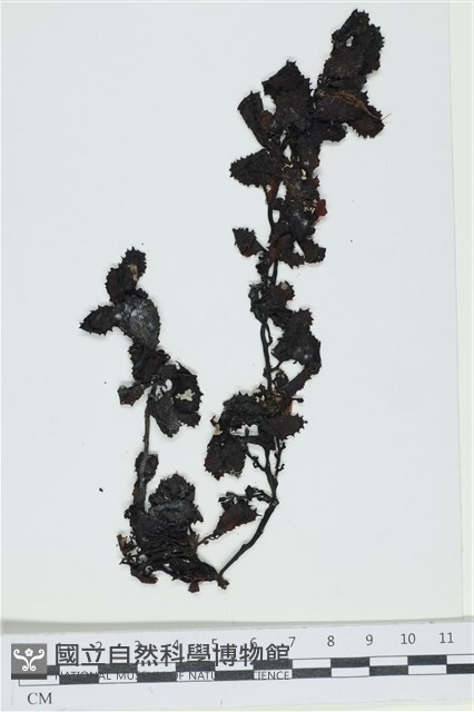 厚葉馬尾藻藏品圖，第1張