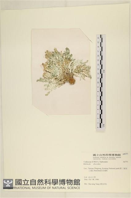 盤狀仙掌藻藏品圖，第3張