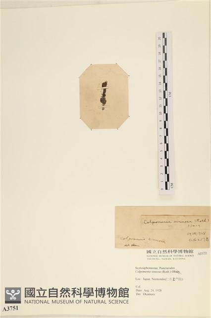 袋苔, 囊藻藏品圖，第3張