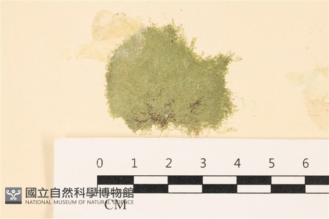 布氏藻藏品圖，第1張