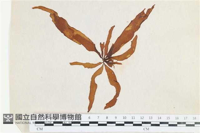 登錄號:A00002521藏品圖，第1張