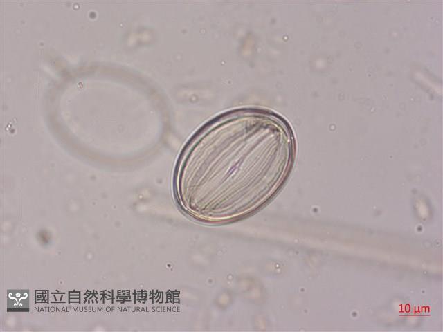 登錄號:A00004521藏品圖，第4張