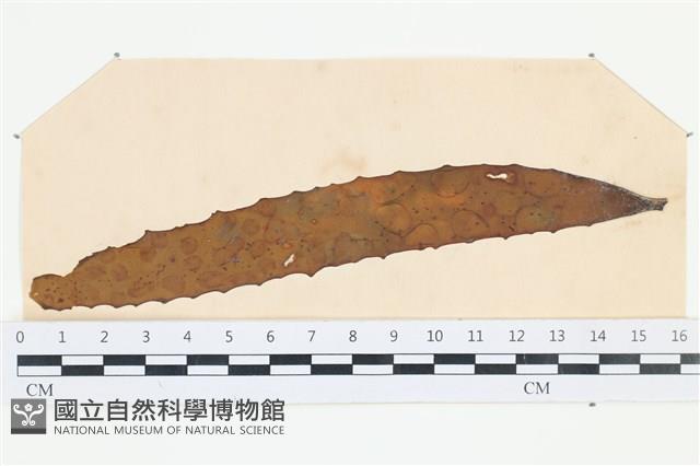 登錄號:A00003521藏品圖，第1張