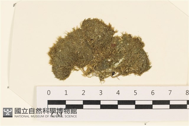 伸展剛毛藻藏品圖，第1張