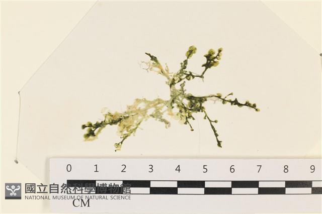 登錄號:A00006171藏品圖，第1張