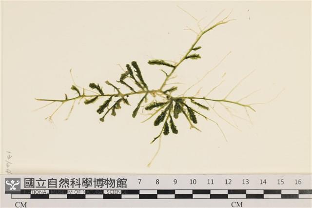 登錄號:A00001171藏品圖，第3張