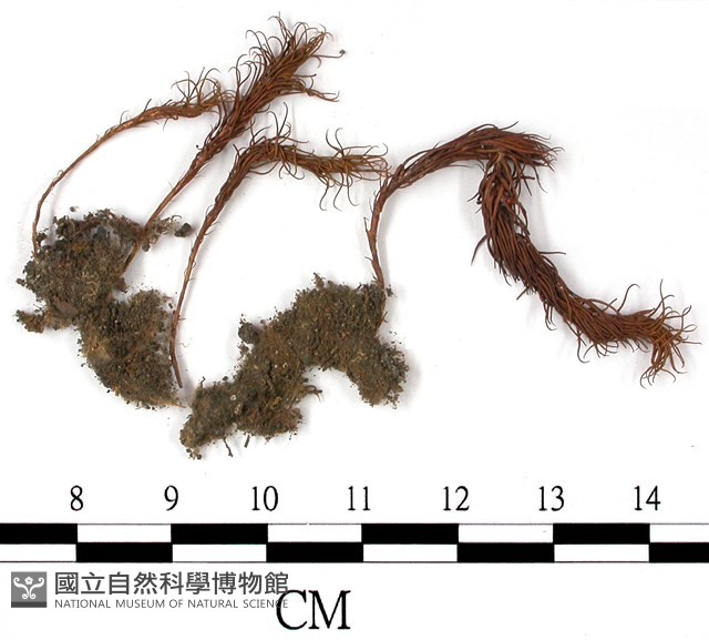 登錄號:B00004471藏品圖，第3張