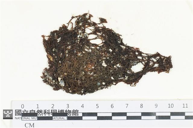 網胰藻藏品圖，第1張