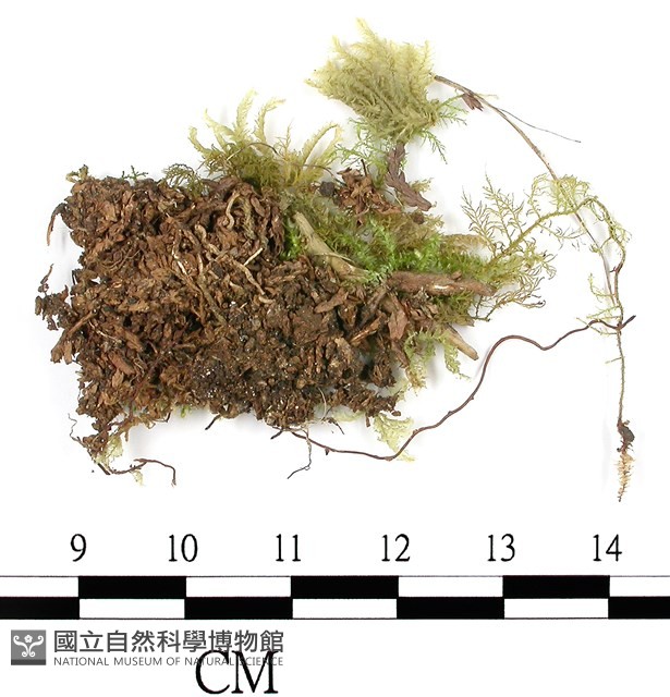 登錄號:B00016611藏品圖，第3張