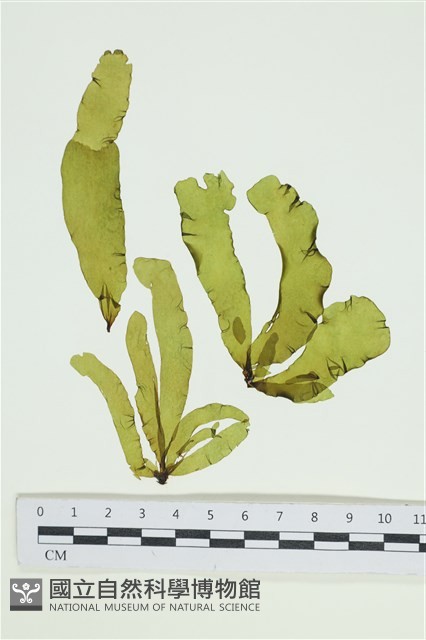 葉苔, 小海帶藏品圖，第1張