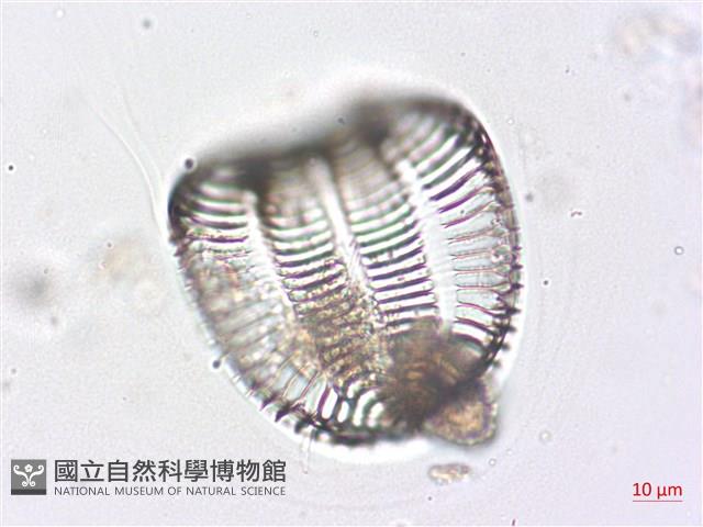 登錄號:A00004511藏品圖，第4張