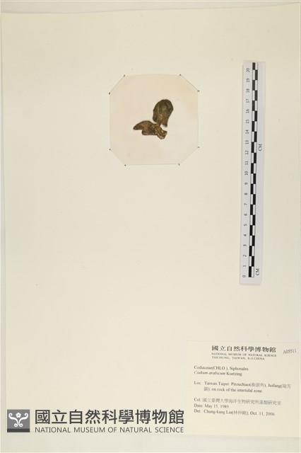 阿拉伯松藻藏品圖，第3張