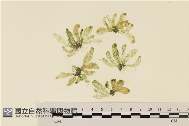曲玉藻, 香蕉菜, 玉茄藻藏品圖，第1張