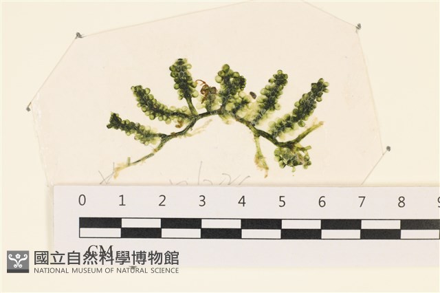 登錄號:A00006311藏品圖，第1張