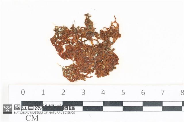 網胰藻藏品圖，第1張