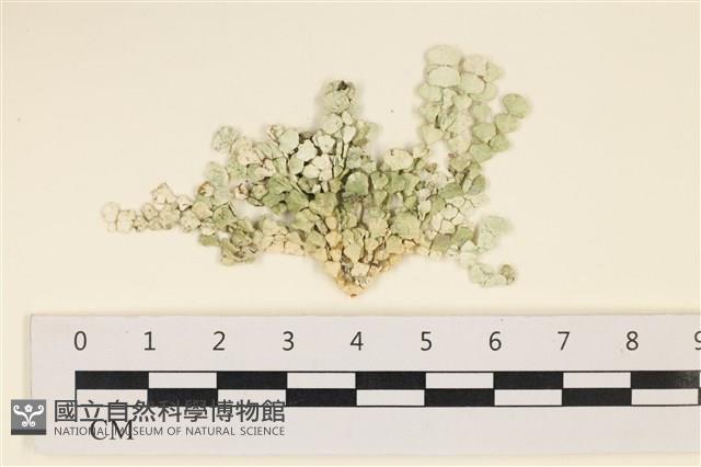 仙掌藻, 海仙人掌藏品圖，第1張