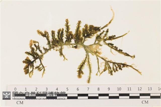 登錄號:A00002291藏品圖，第1張